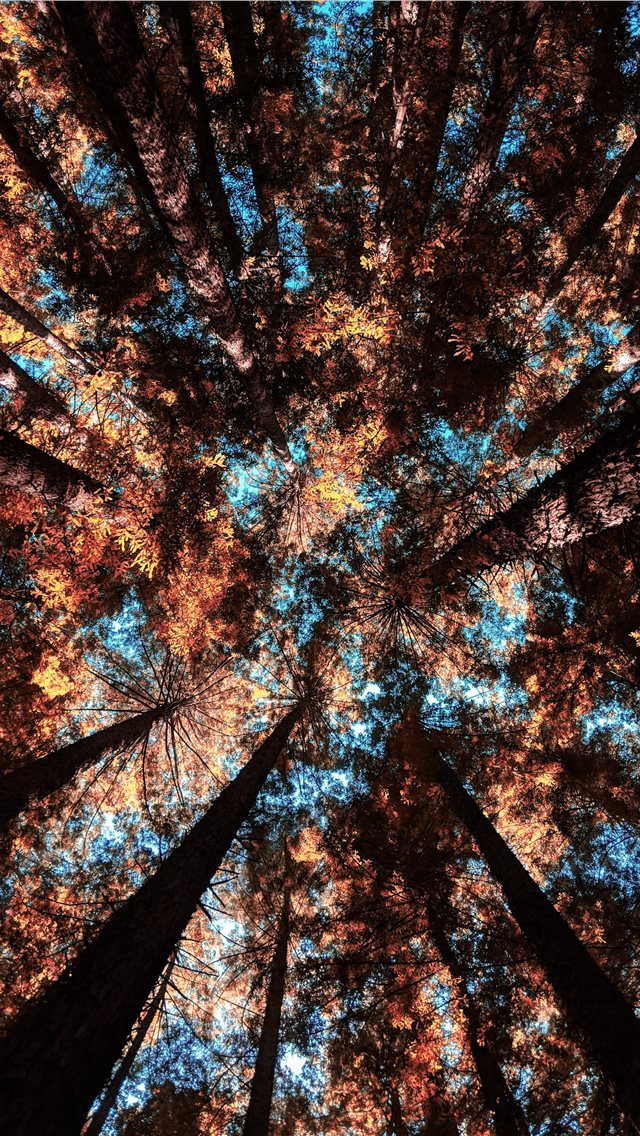 640x1136 low angle photography of forest trees - australia iPhone Wallpaper
