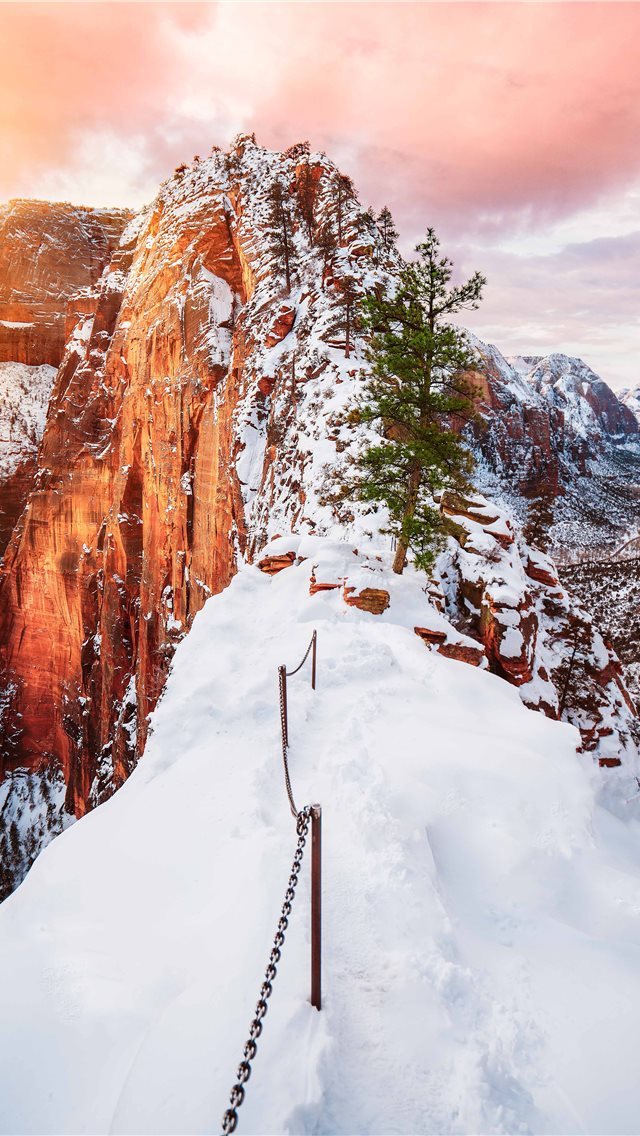 640x1136 green leafed tree on mountain during daytime - winter iPhone Wallpaper