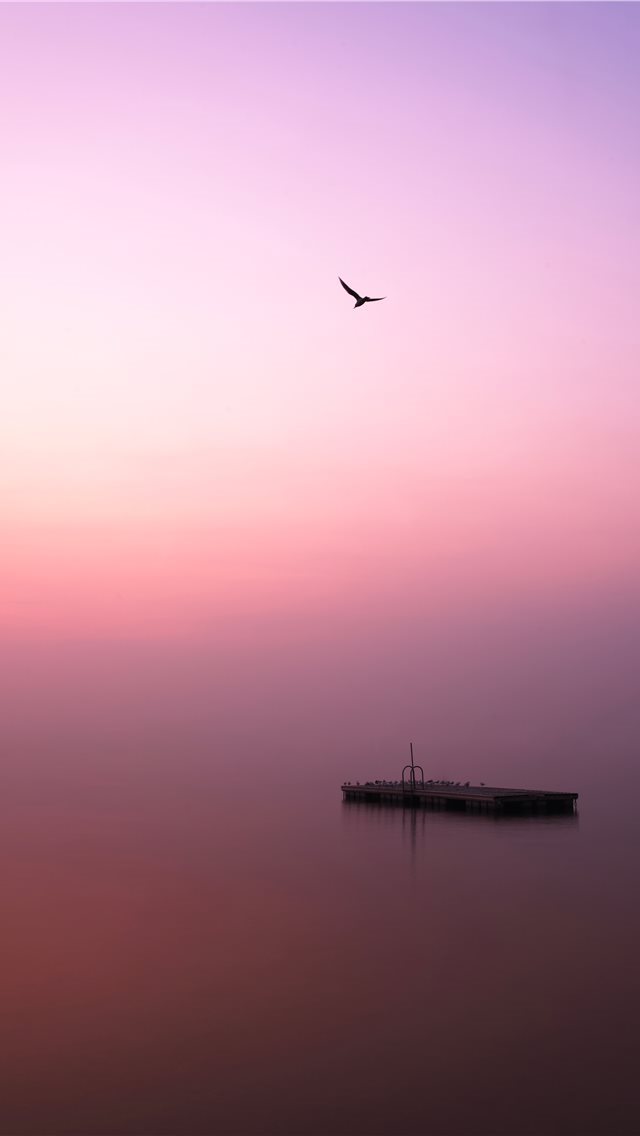 640x1136 bird flying over body of water during daytime - bird iPhone Wallpaper