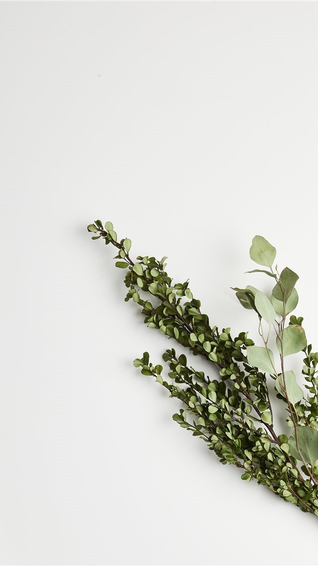 640x1136 greeb leaf plants - grey iPhone Wallpaper