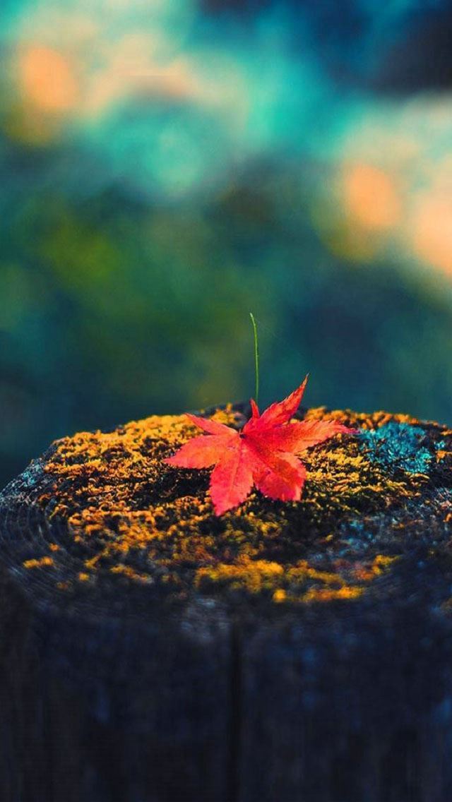 1284x2778 Autumn leaves on the wooden pier - bokeh iPhone Wallpaper