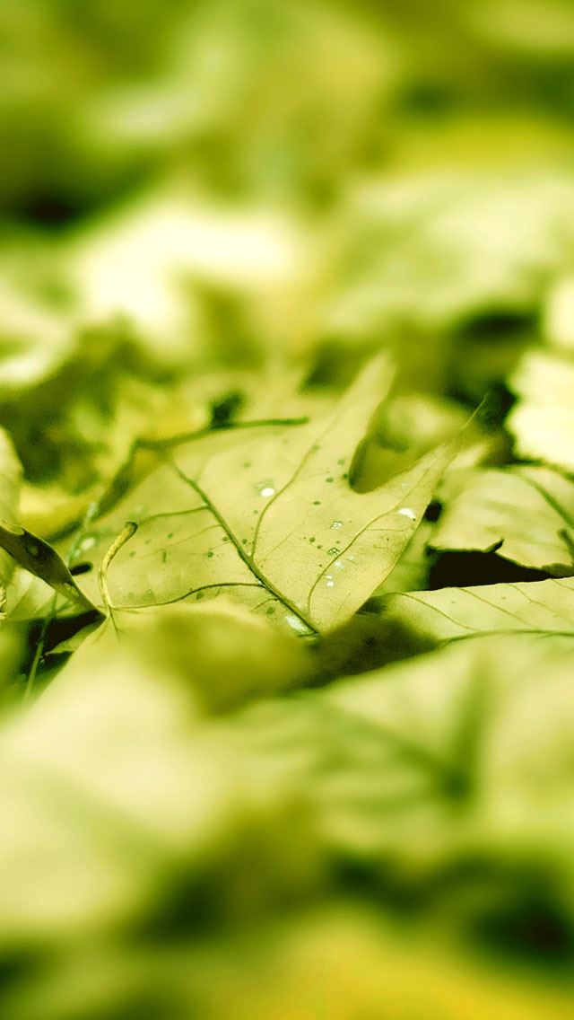 640x1136 Deciduous close up - bokeh iPhone Wallpaper