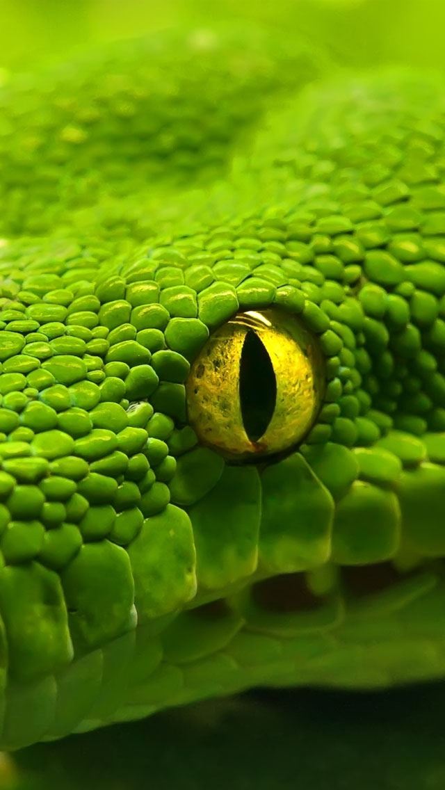 640x1136 Green Emerald Boa Snake - eye iPhone Wallpaper