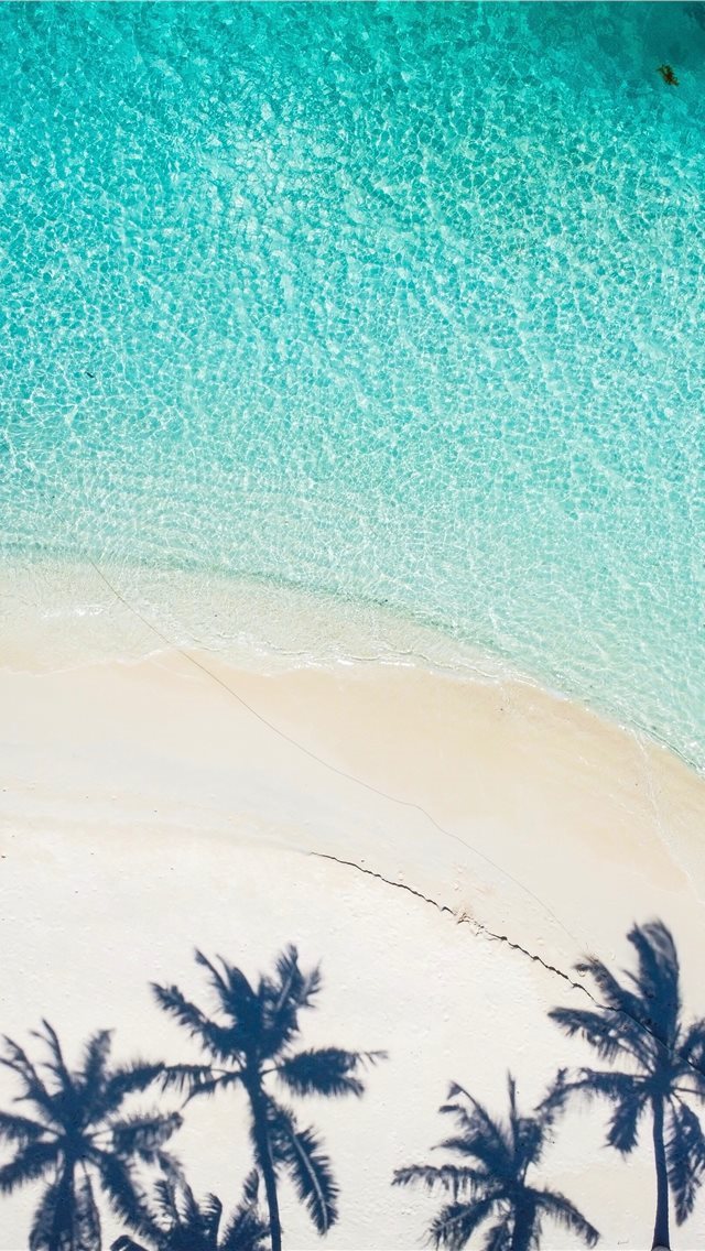 640x1136 trees during day - ocean iPhone Wallpaper