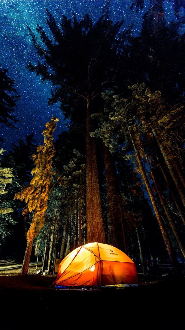 640x1136 camping in forest during nightime - trees iPhone Wallpaper