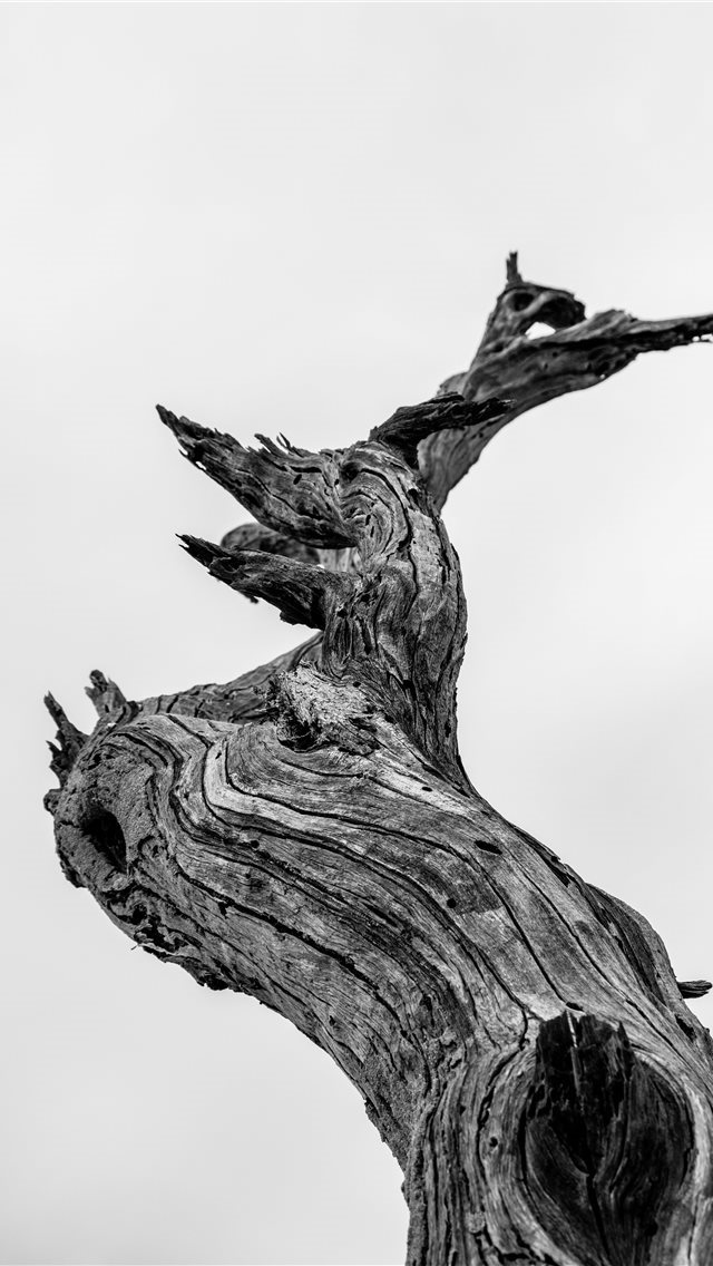 640x1136 bare tree illustration - wood iPhone Wallpaper