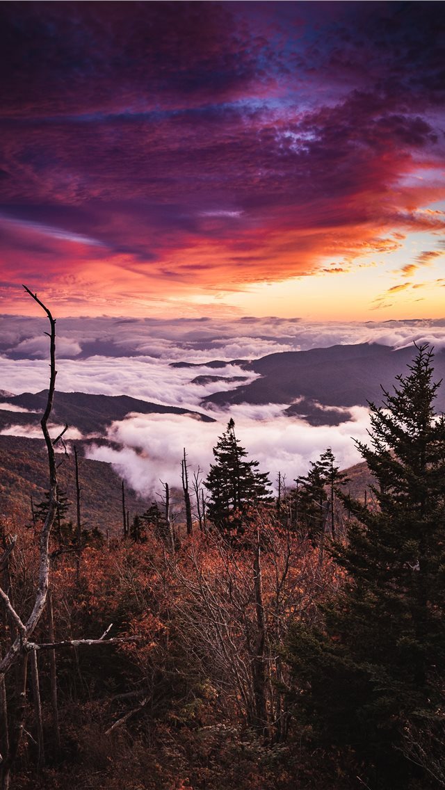 640x1136 sea of clouds on mountain - tree iPhone Wallpaper