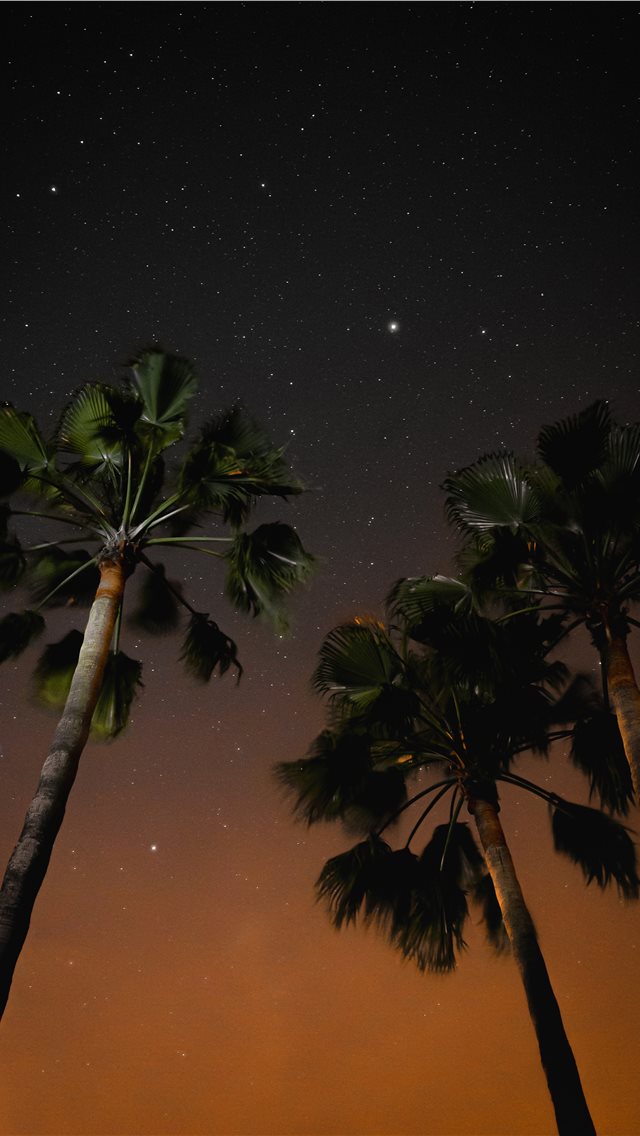 three coconut trees during nighttime iPhone wallpaper 