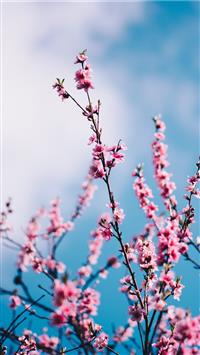 Cherry blossom Wallpaper 4K Spring Pink flowers Blue Sky 4288