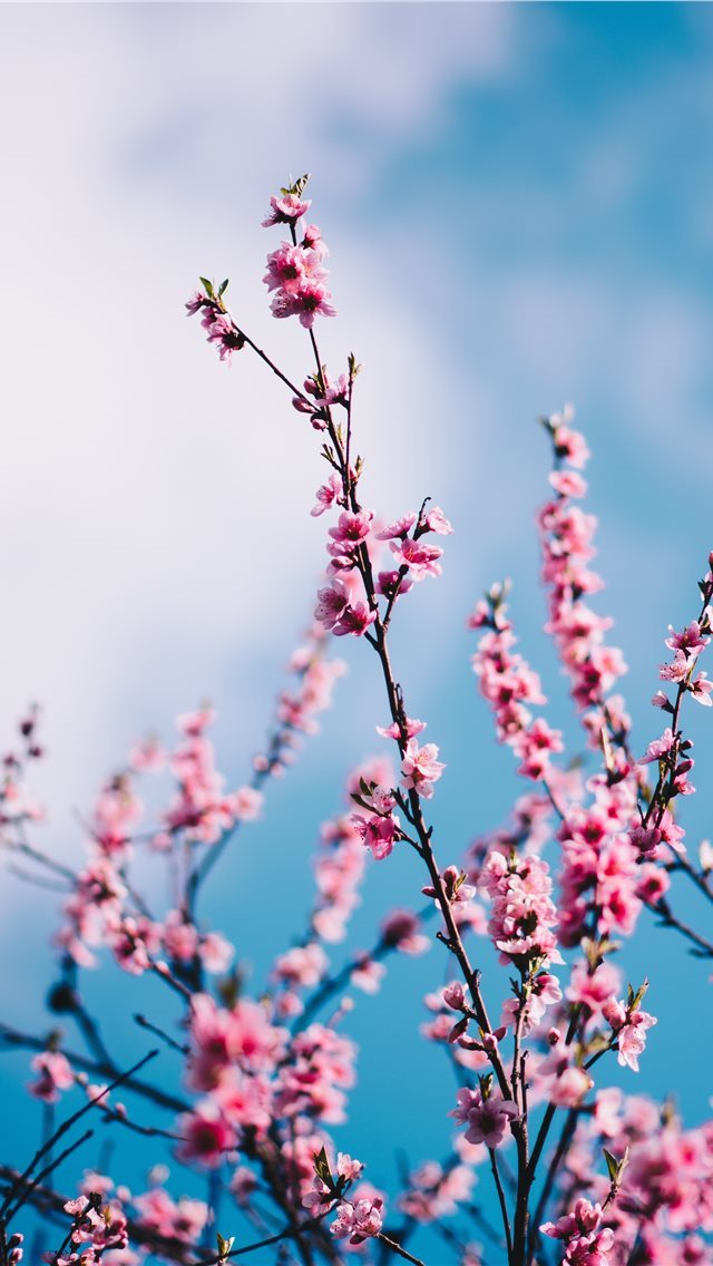 640x1136 close up photograph of pink cherry blossoms - flower iPhone Wallpaper