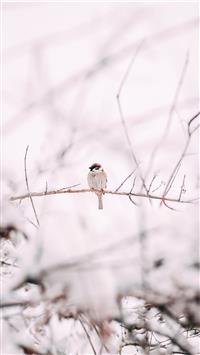 brown sparrow on tree branch wallpaper