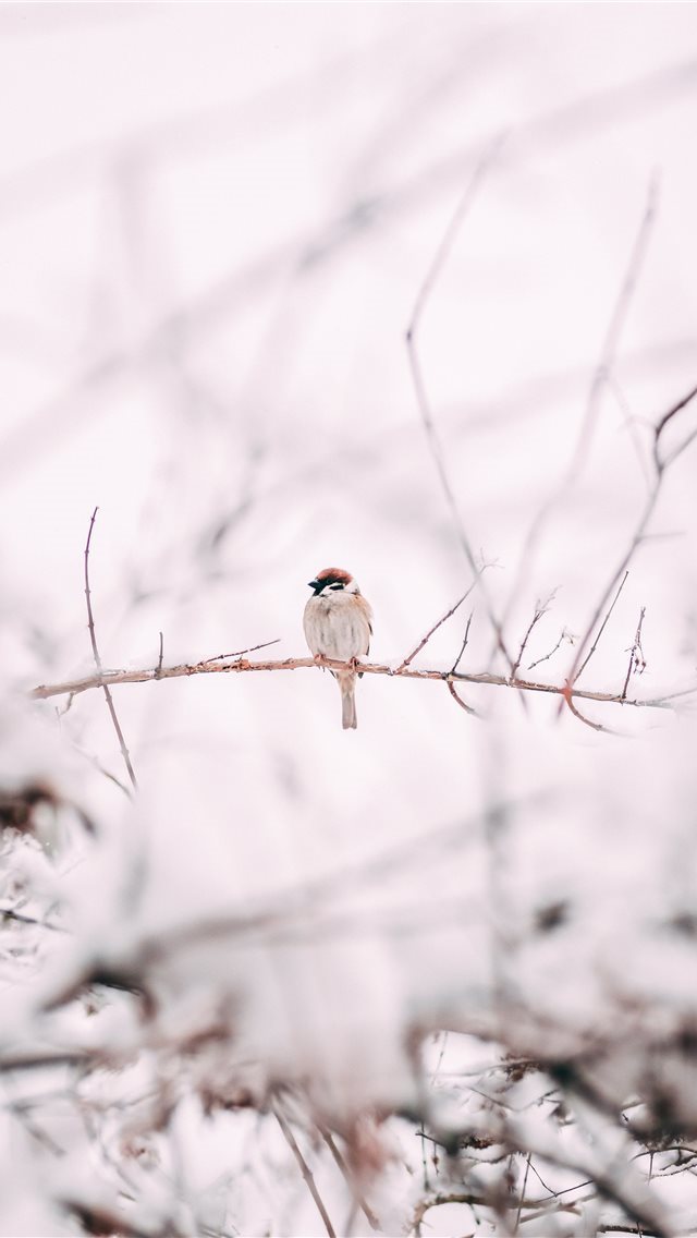 640x1136 brown sparrow on tree branch - oslo iPhone Wallpaper