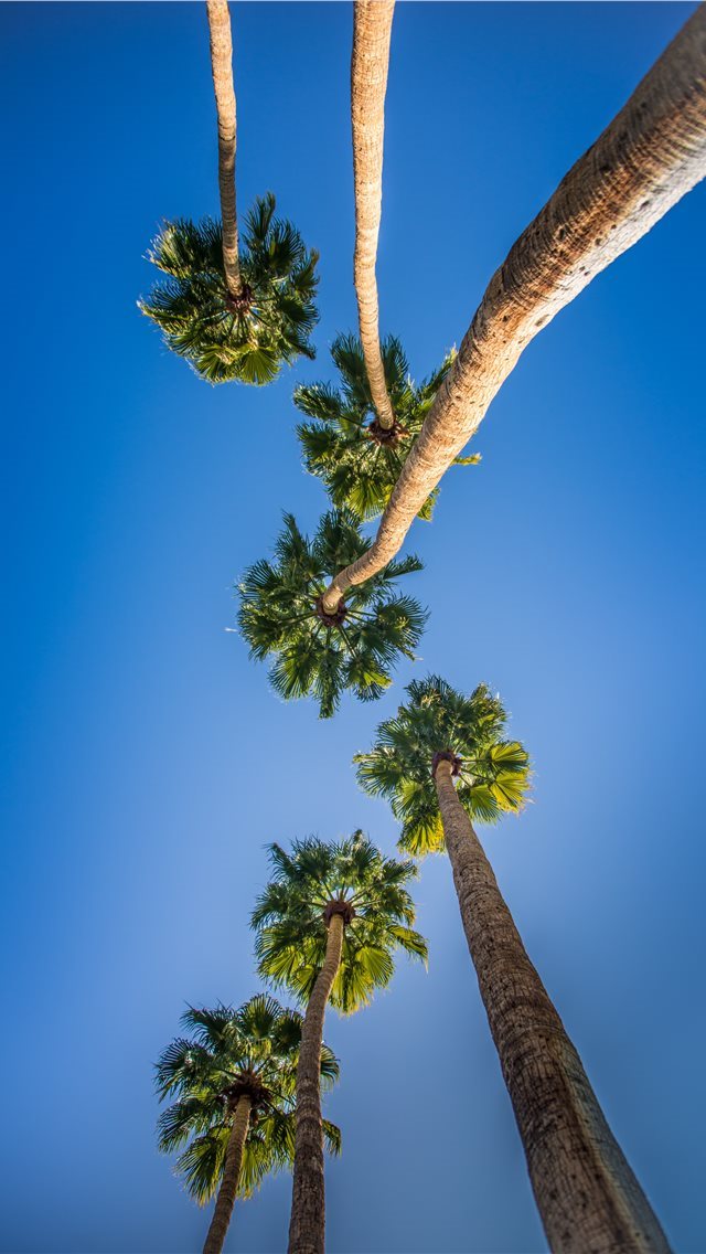 640x1136 worm's eye view photo of green trees - palm tree iPhone Wallpaper