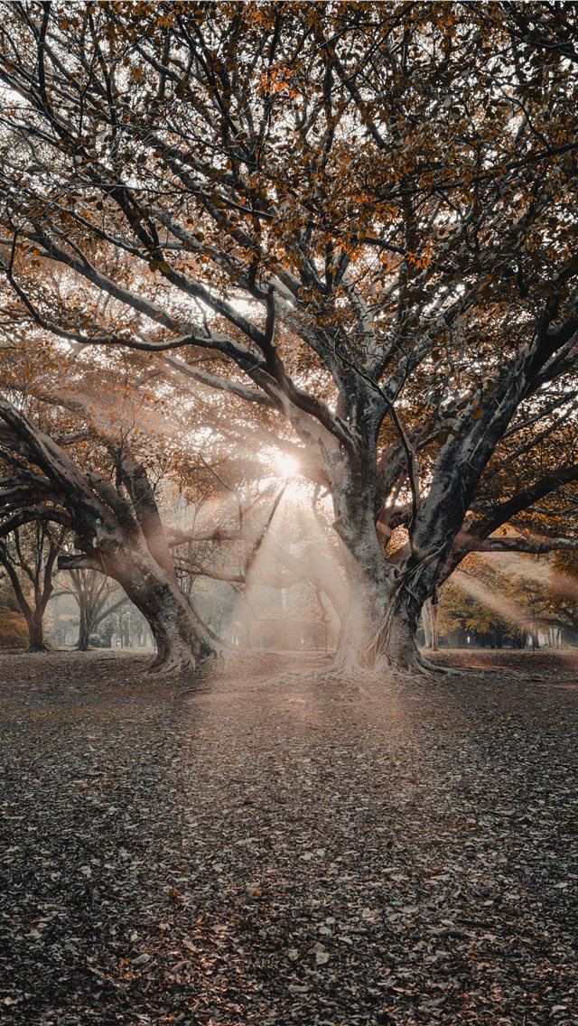 sunlight passing through tree branches iPhone wallpaper 