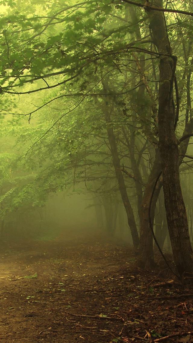 640x1136 Dark Forest 3 - forest iPhone Wallpaper