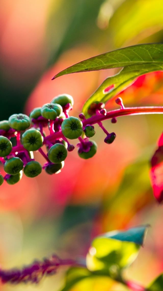 640x1136 Green Seeds - fruit iPhone Wallpaper