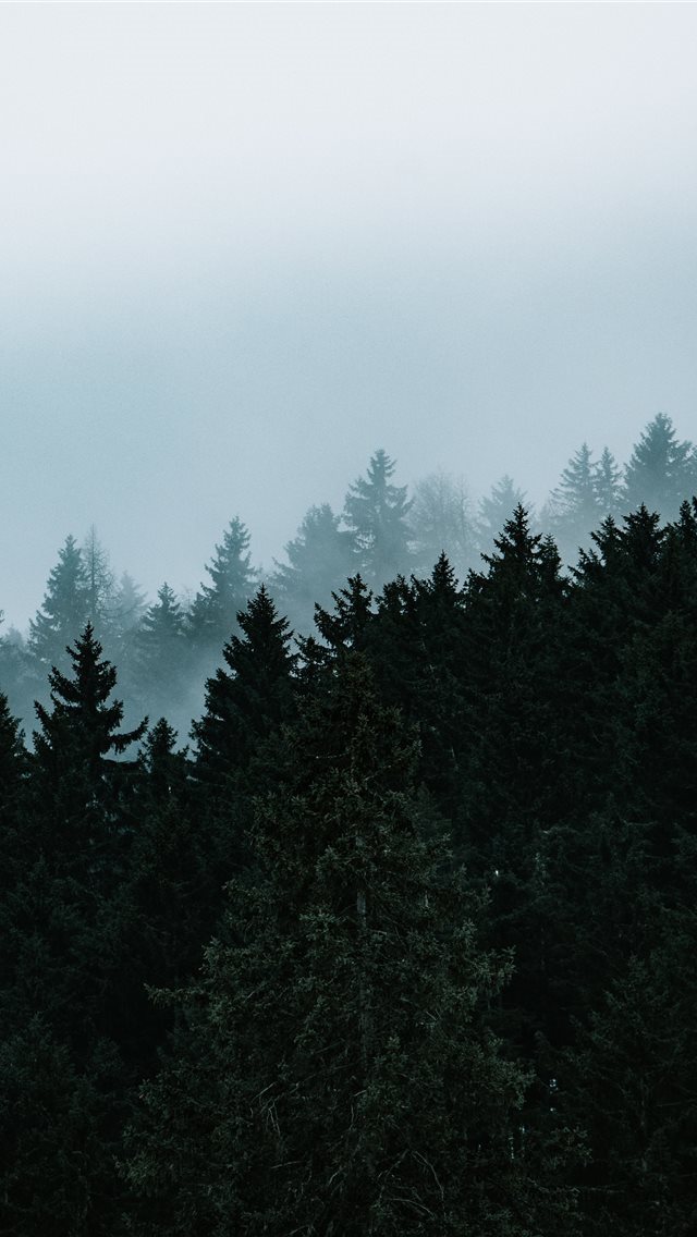 640x1136 green pine trees under white sky - grey iPhone Wallpaper