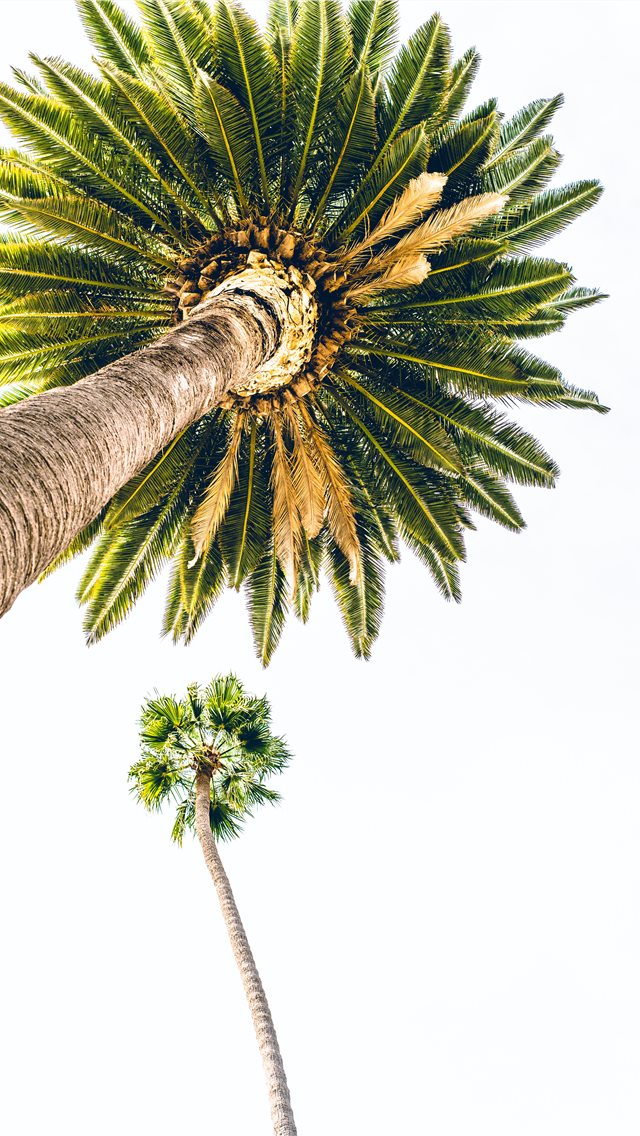 green palm tree under white sky iPhone wallpaper 