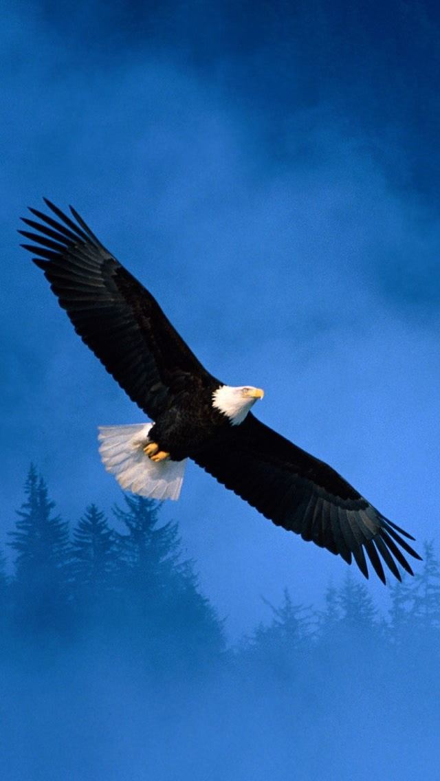 640x1136 Flight Of Freedom Bald Eagle - eagle iPhone Wallpaper