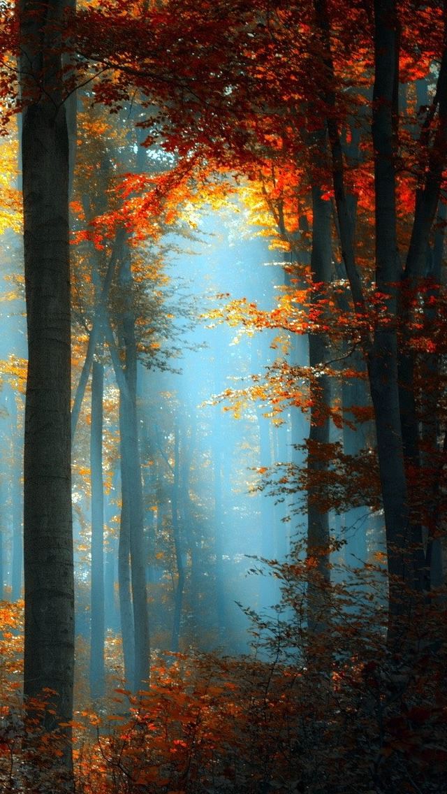 640x1136 In The Heart Of The Forest - heart iPhone Wallpaper