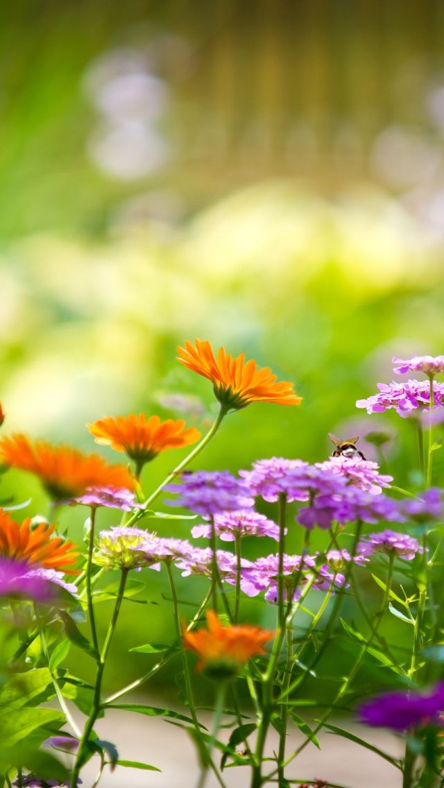 640x1136 Flowers And Bumblebee - white iPhone Wallpaper