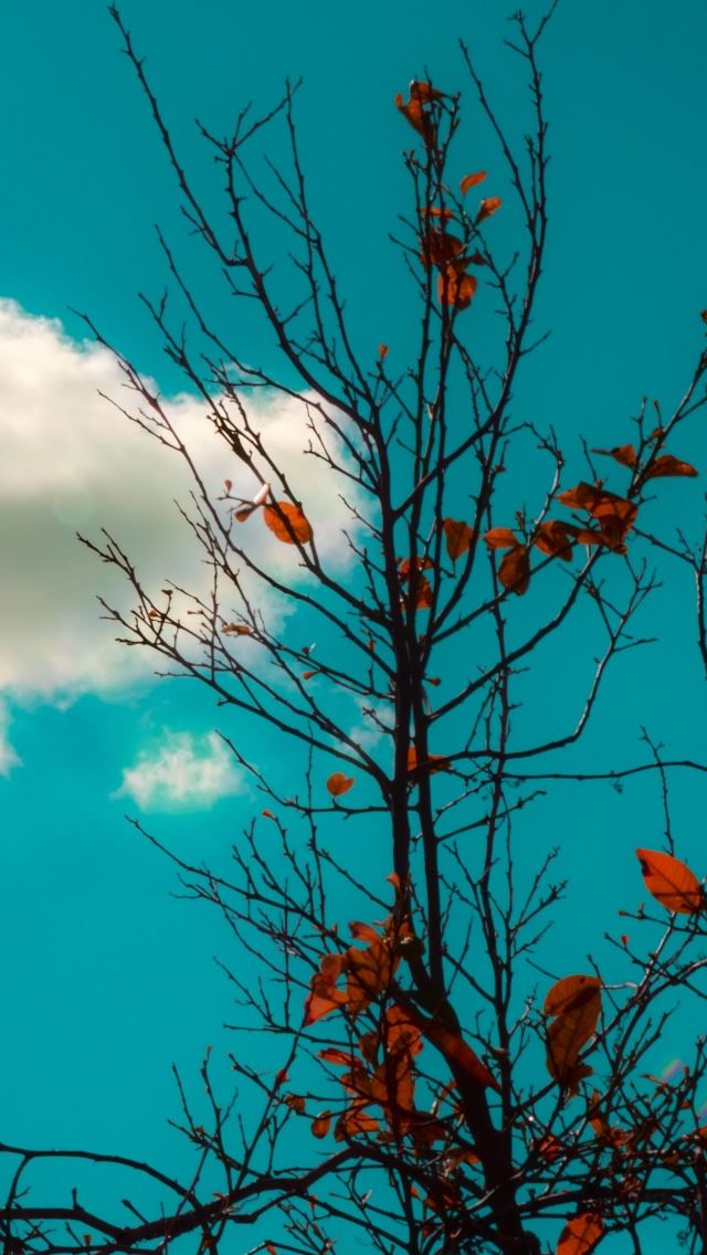 640x1136 White Cloud - branch iPhone Wallpaper