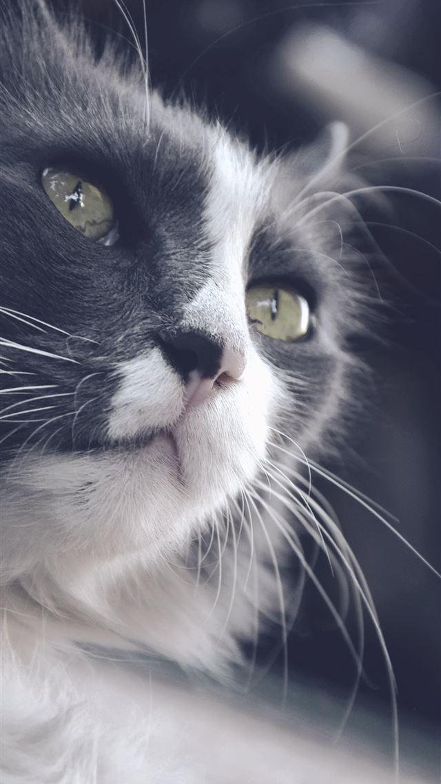 640x1136 Close Up Photography Of Black And White Cat Hd Gat... - snowboarding celebrity iPhone Wallpaper