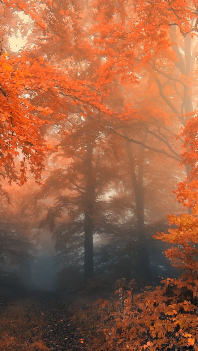 640x1136 Autumn 19 - autumn iPhone Wallpaper
