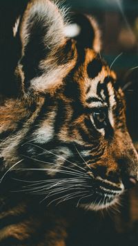 1080x1920 / 1080x1920 animals, lion, tiger for Iphone 6, 7, 8 wallpaper -  Coolwallpapers.me!