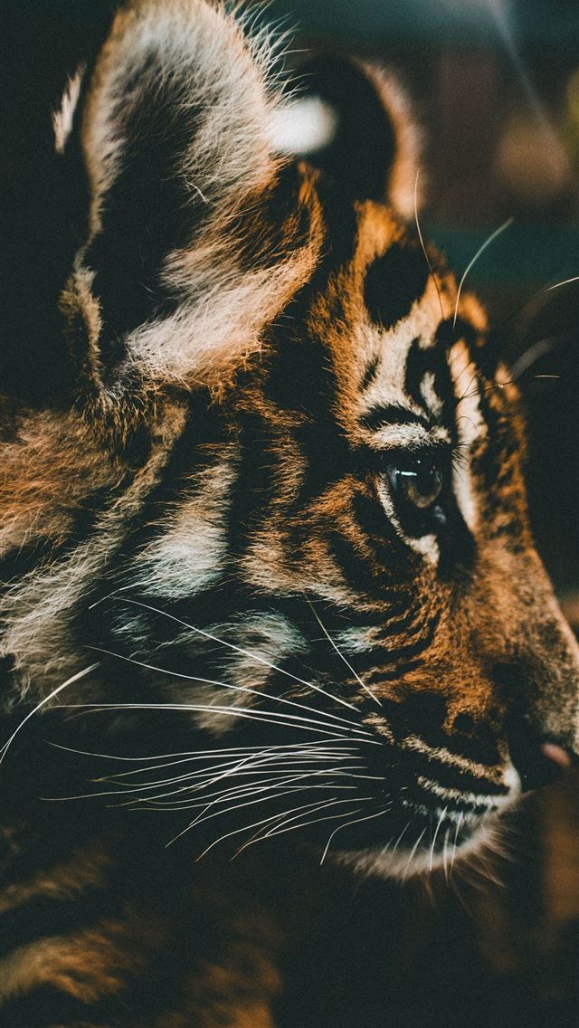 640x1136 Baby Tiger HD - golf celebrity iPhone Wallpaper