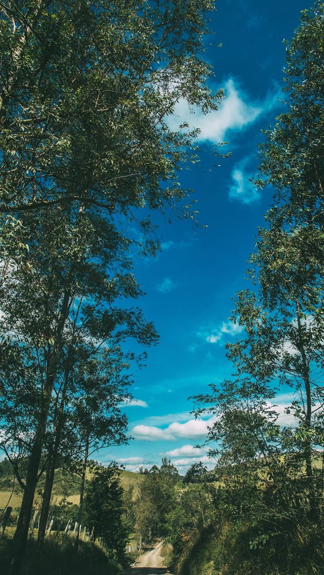 640x1136 Summer Road Trees Sky Sunny Summer Vibes - golf celebrity iPhone Wallpaper