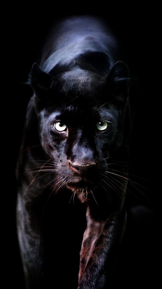 640x1136 Animal Planet - golf celebrity iPhone Wallpaper