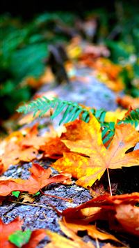 Warren Blake Dry Leaves Hd Hd wallpaper