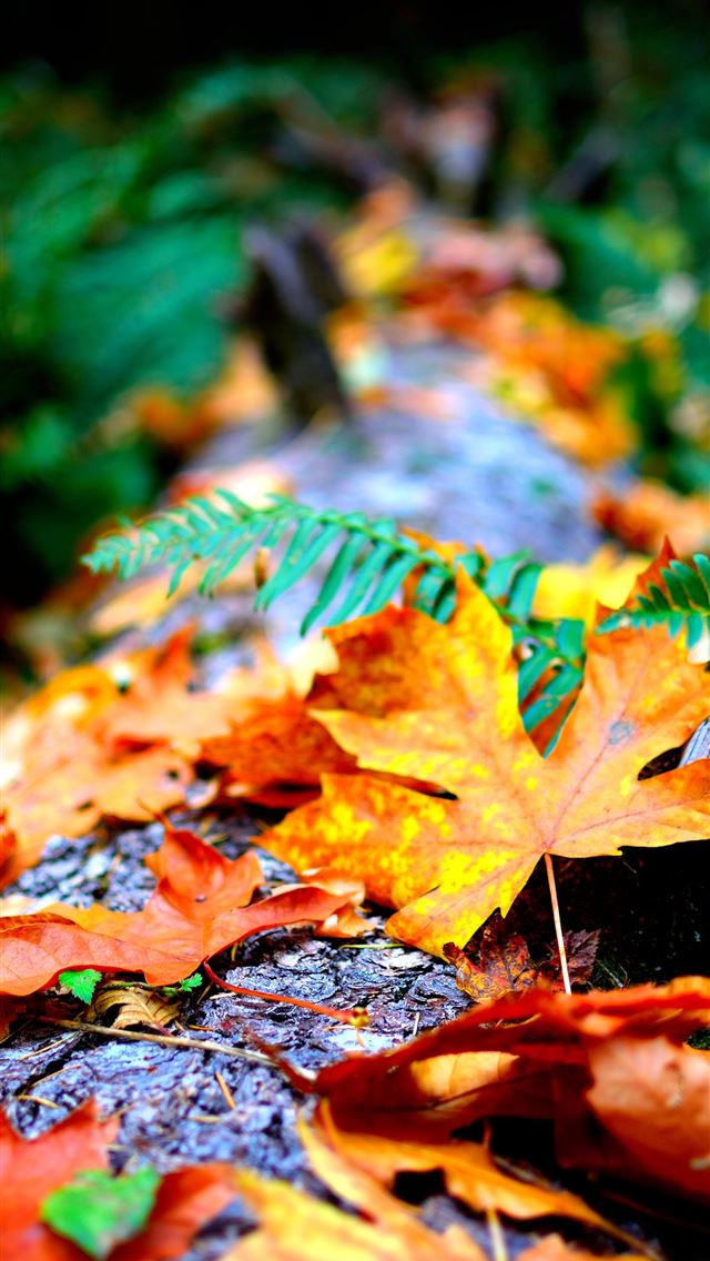 640x1136 Warren Blake Dry Leaves Hd Hd - blake griffin iPhone Wallpaper