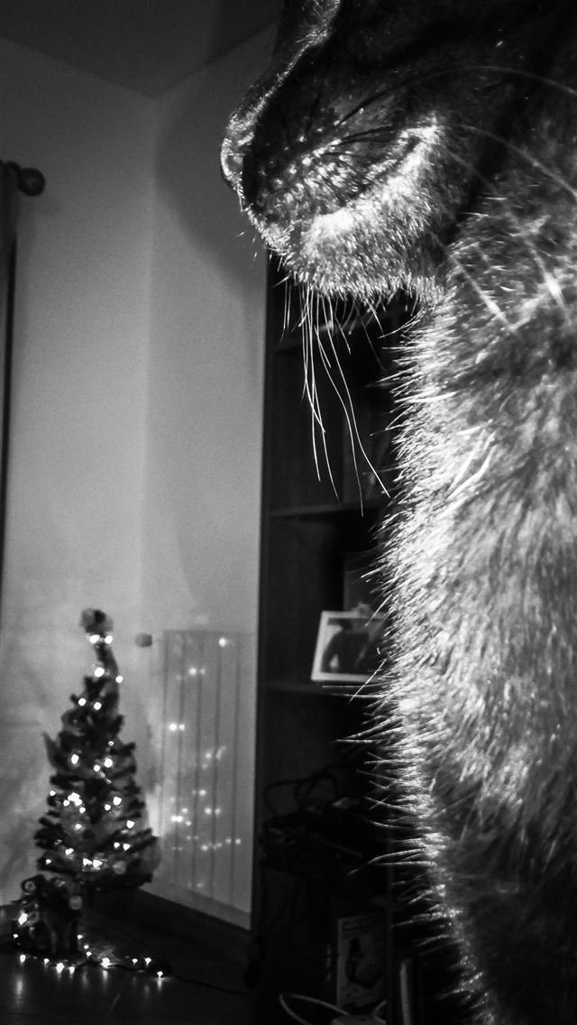 640x1136  photo 2019 03 23T16 37 03 00 00 weekly - marcelo vieira iPhone Wallpaper