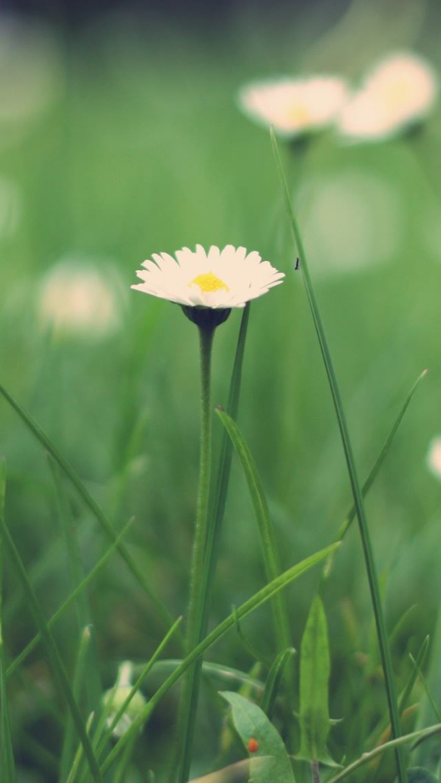 640x1136 Small Daisies Macro - daisies iPhone Wallpaper