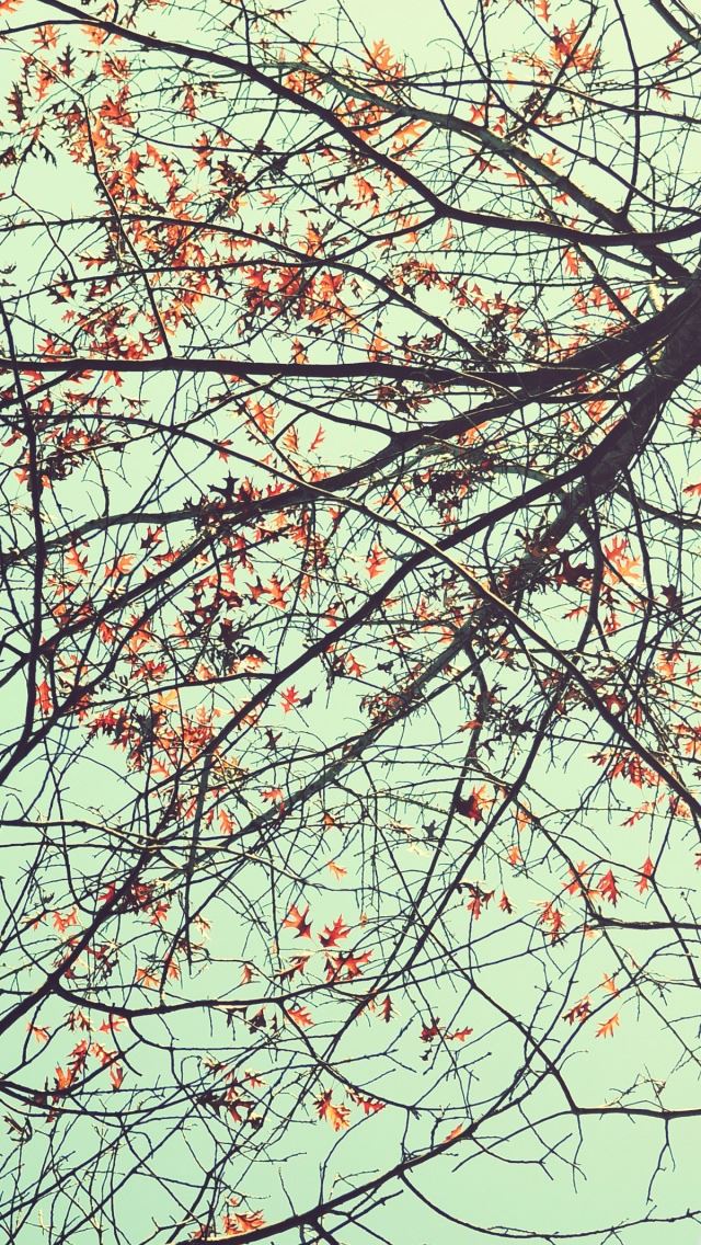 640x1136 Trees Ants Eye View - trees iPhone Wallpaper