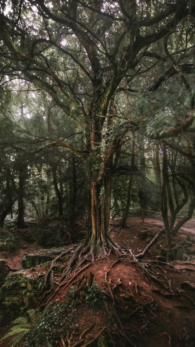 640x1136 green leafed tree - wood iPhone Wallpaper
