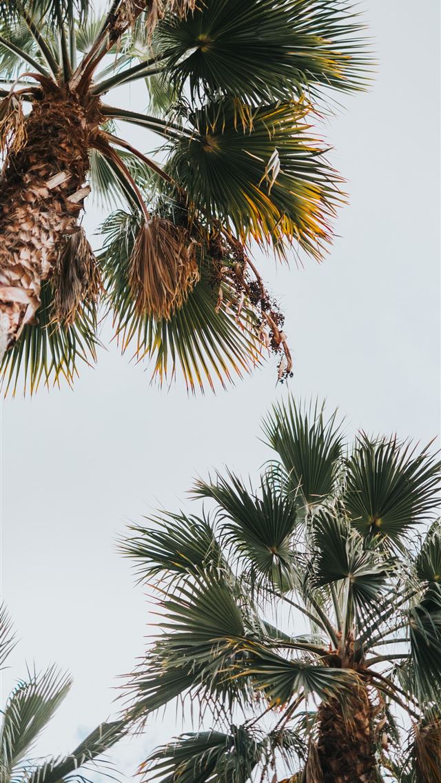 640x1136 green palm tree under white clouds during daytime - summer iPhone Wallpaper