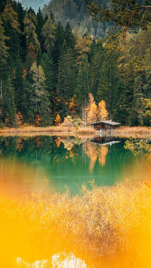 green trees beside lake during daytime iPhone wallpaper 