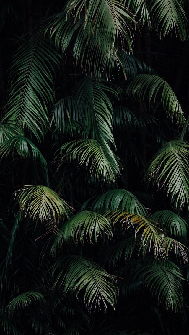 green palm tree during night time iPhone wallpaper 