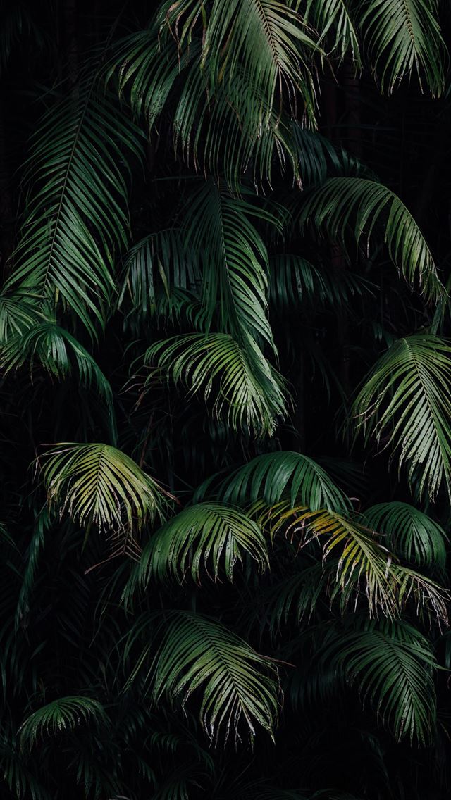 640x1136 green palm tree during night time - jungle iPhone Wallpaper