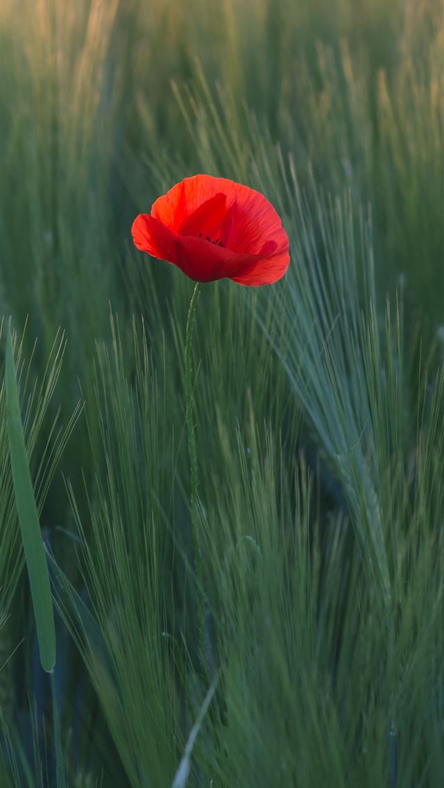 red flower in the middle of green grasses iPhone wallpaper 