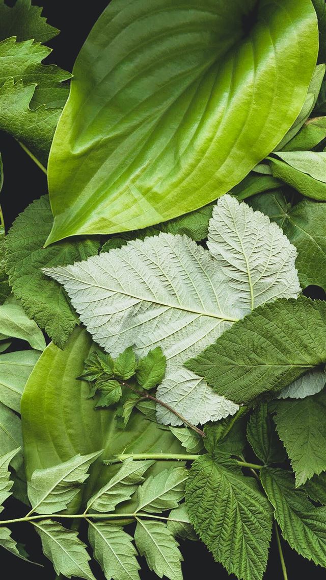 green leaf plants iPhone wallpaper 