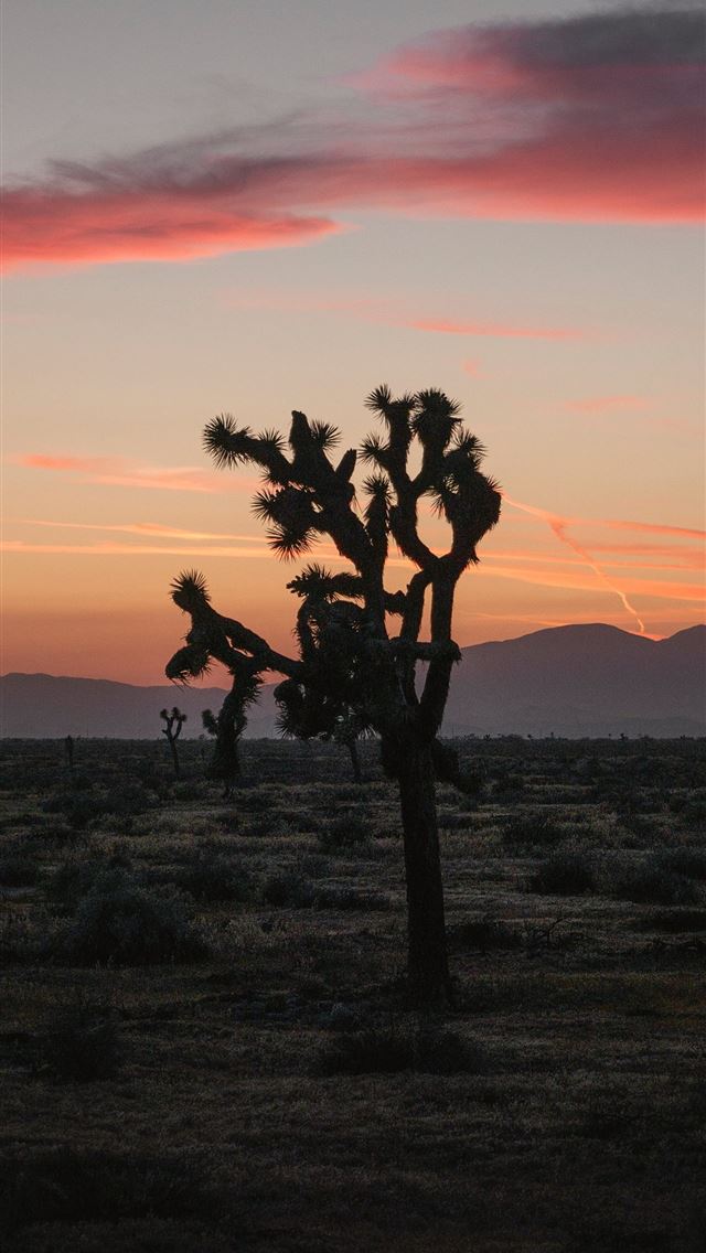 640x1136 green tree -  iPhone Wallpaper
