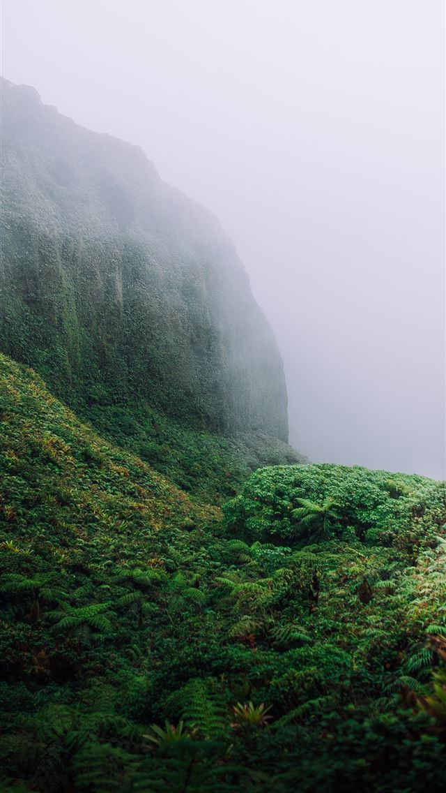 640x1136 green leaf trees on mountain - grey iPhone Wallpaper