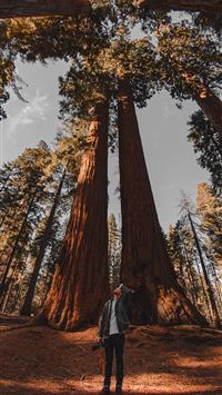 low angle photography of person standing on forest wallpaper