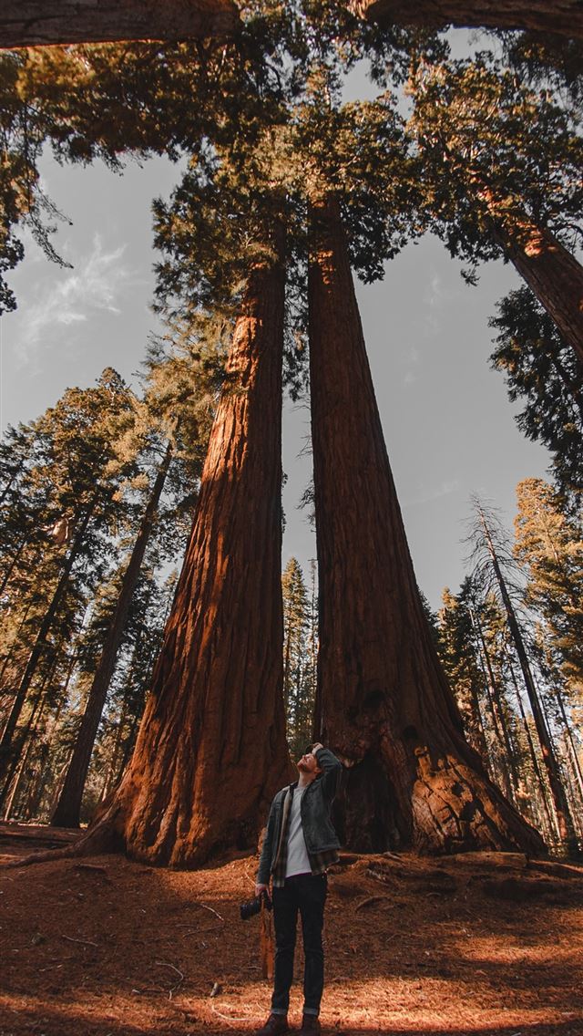 640x1136 low angle photography of person standing on forest - sequoia national park iPhone Wallpaper