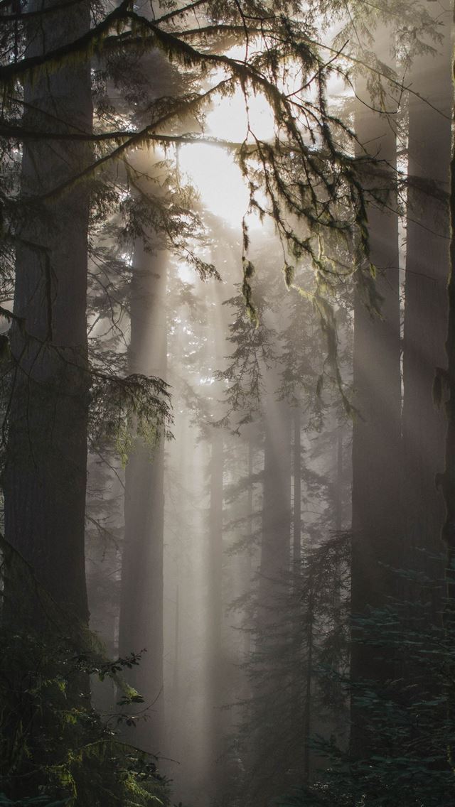 foggy weather with trees iPhone wallpaper 