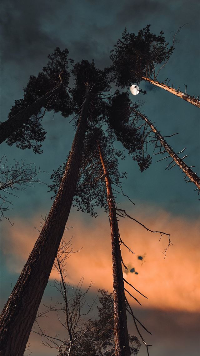 silhouette of trees under cloudy sky during sunset iPhone wallpaper 